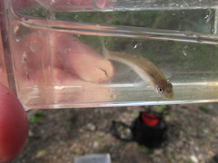 Notropis dorsalis