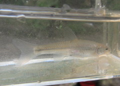 Notropis dorsalis