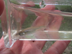 Notropis dorsalis