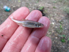 Notropis dorsalis