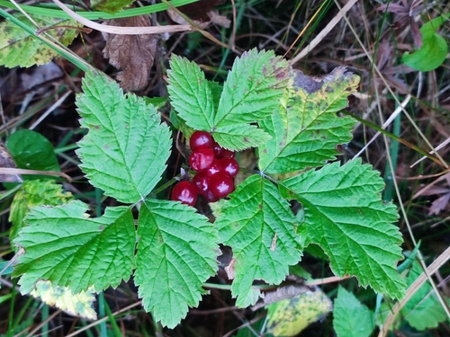 Stone Bramble