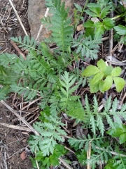 Tanacetum vulgare