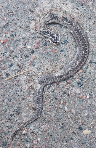 Adder