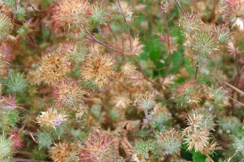 Navarretia squarrosa, photograph 3