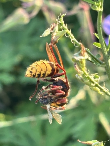 European Hornet