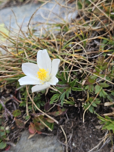 Pulsatilla scherfelii