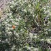 Cyathula lanceolata - Photo (c) Judy Flatt, μερικά δικαιώματα διατηρούνται (CC BY-NC), uploaded by Judy Flatt