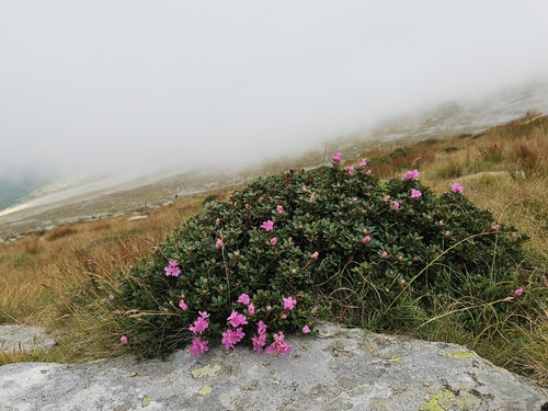 Rhododendron kotschyi