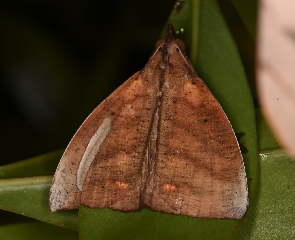 Goniapteryx sergilia