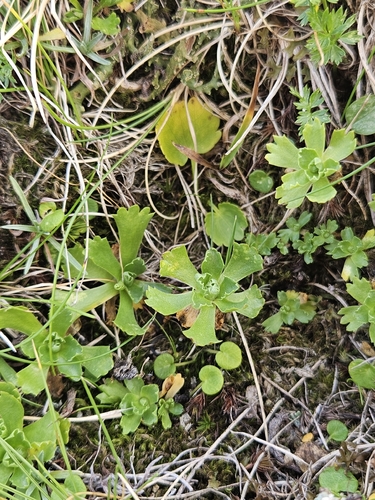 Fairy Primrose