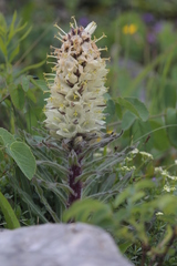 Campanula thyrsoides