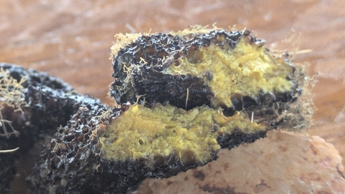 Gold Sponge