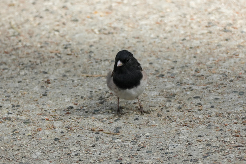 iNaturalist observation photo of Dark-eyed Junco