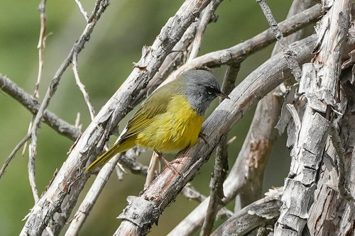 iNaturalist observation photo of MacGillivray's Warbler
