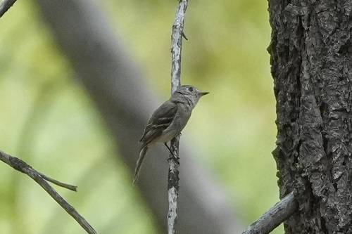 iNaturalist observation photo of Dusky Flycatcher