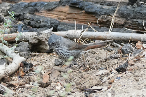 iNaturalist observation photo of Fox Sparrow