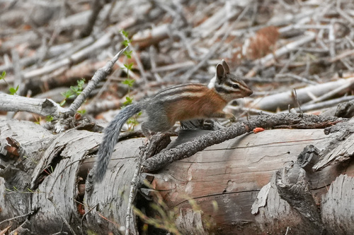 Long-eared Chipmunk observed by kaf213
