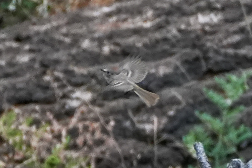 iNaturalist observation photo of Empidonax Flycatchers
