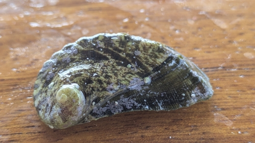 Green Ormer