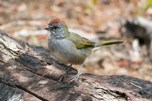 iNaturalist observation photo of Green-tailed Towhee