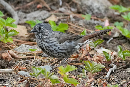 iNaturalist observation photo of Fox Sparrow