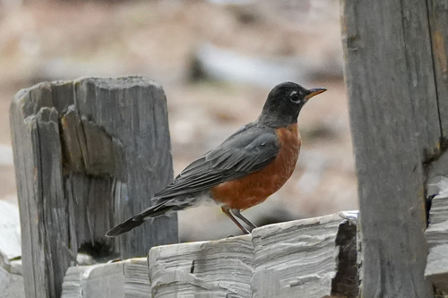 iNaturalist observation photo of American Robin