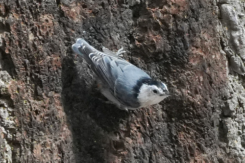 iNaturalist observation photo of White-breasted Nuthatch