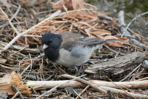 iNaturalist observation photo of Dark-eyed Junco