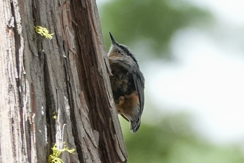 iNaturalist observation photo of Red-breasted Nuthatch