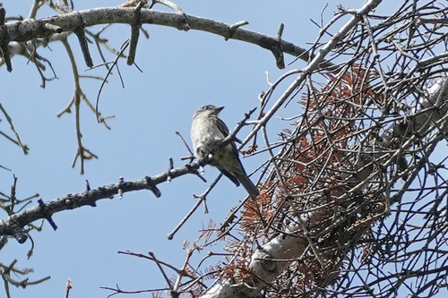 iNaturalist observation photo of Perching Birds
