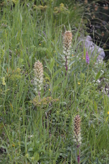 Campanula thyrsoides