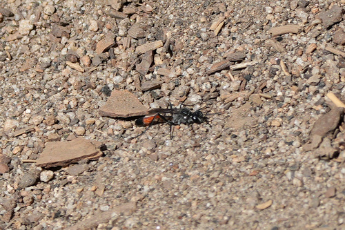 iNaturalist observation photo of Thread-waisted Wasps