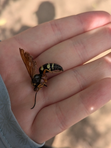 Eastern Cicada-killer Wasp