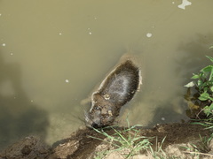 Myocastor coypus