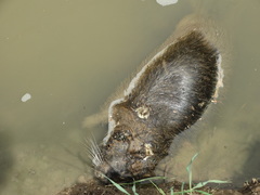 Myocastor coypus