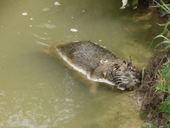 Myocastor coypus