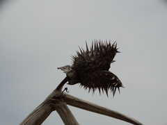 Datura stramonium