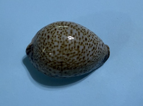 Cypraea turdus observed 2026-08-30