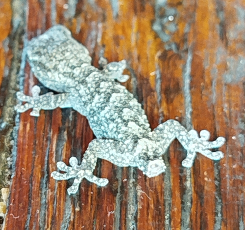 Moorish Gecko