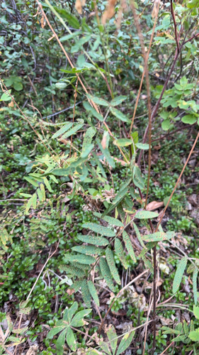 Alpine Sweet-vetch