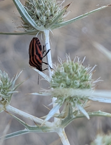 European Striped Shield Bug
