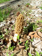 Morchella americana