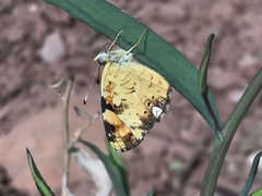 Phyciodes batesii anasazi