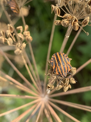 European Striped Shield Bug