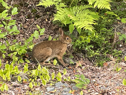 Hares and Rabbits