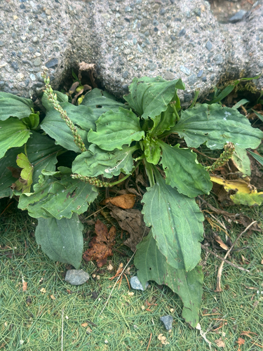 Plantago asiatica, photograph 3