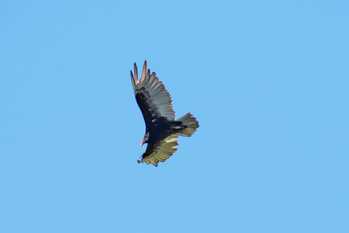 Turkey Vulture photographed in Massachusetts