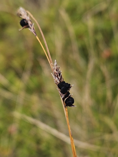 Anthracoidea sempervirentis