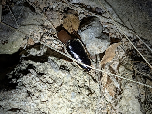 lobe-winged cockroach