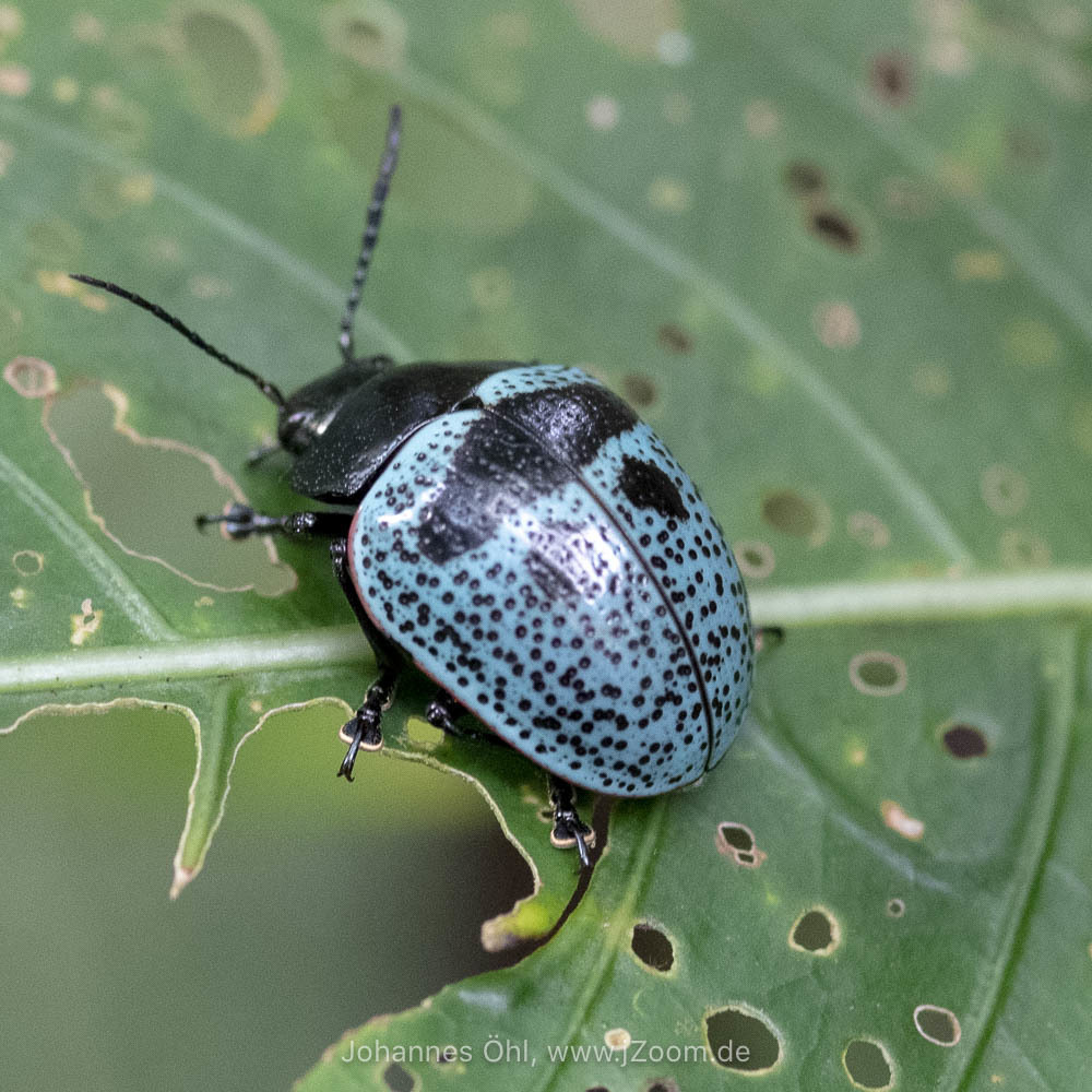 Platyphora panamensis